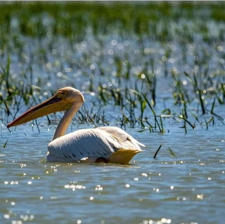 Отель Casutele Deltei Махмудия Экстерьер фото